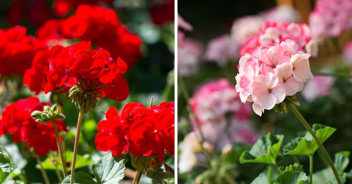 12 Tips To Make Geranium Bloom All Year Long   12 Tips To Make Geranium Bloom All Year Long Fb 