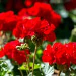 Vibrant red blooming geraniums on a sunny day.