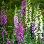 Beautiful blooming foxgloves of different colors.