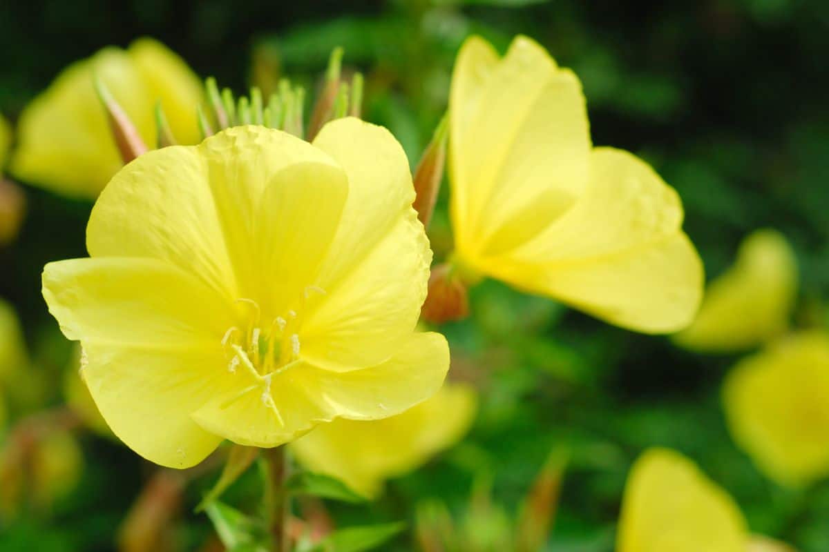 A close-up of yellow blooming Primrose 