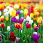 A field of beautiful blooming tulips of different colors.