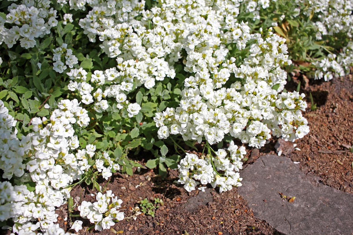 Beautiful white blooming Garden Rock Cress on a sunny day.
