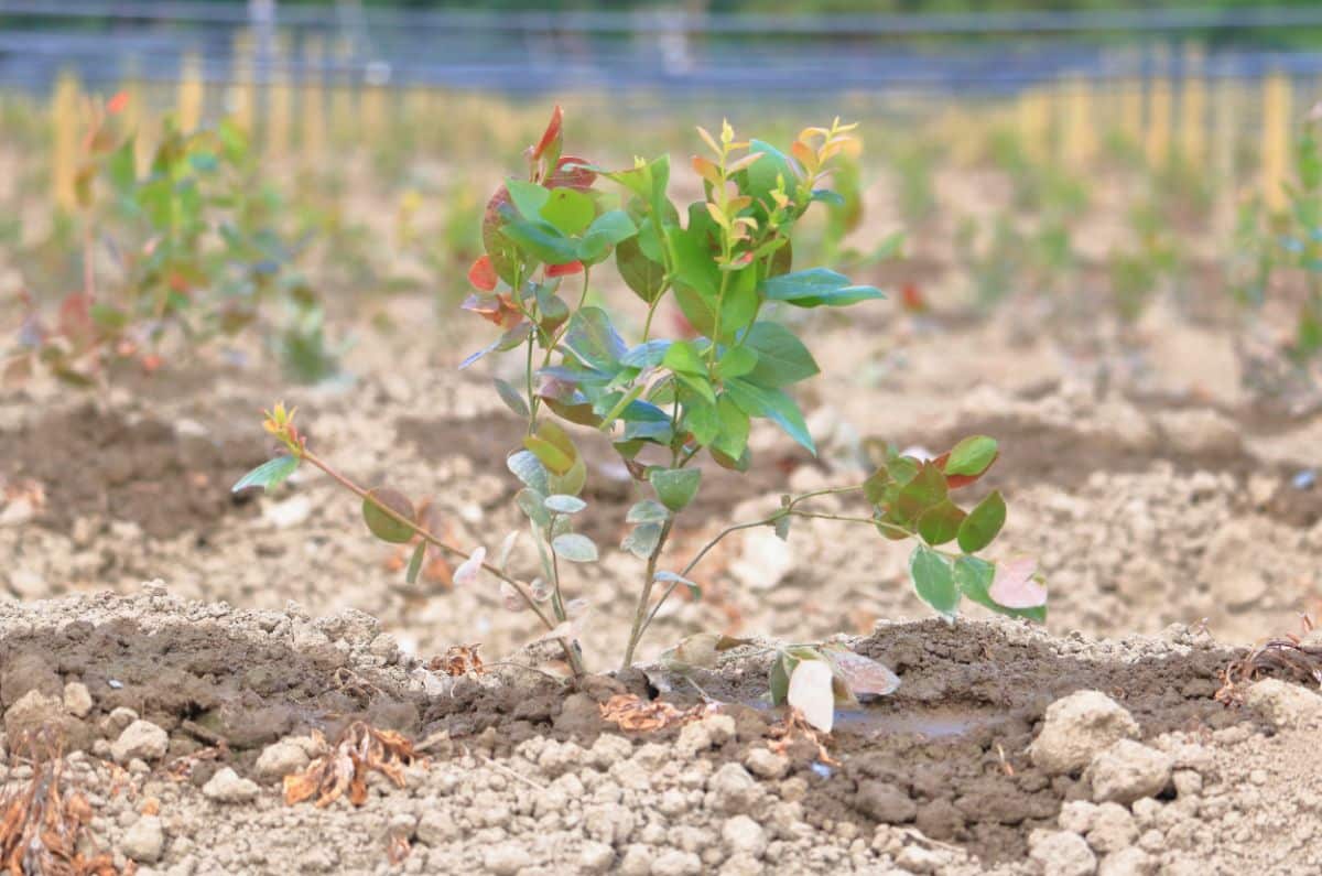 A young blueberry bush growing in a garden.