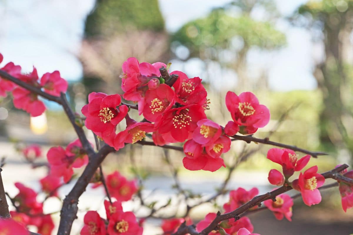 Vibrant red blooming Flowering Quince 
