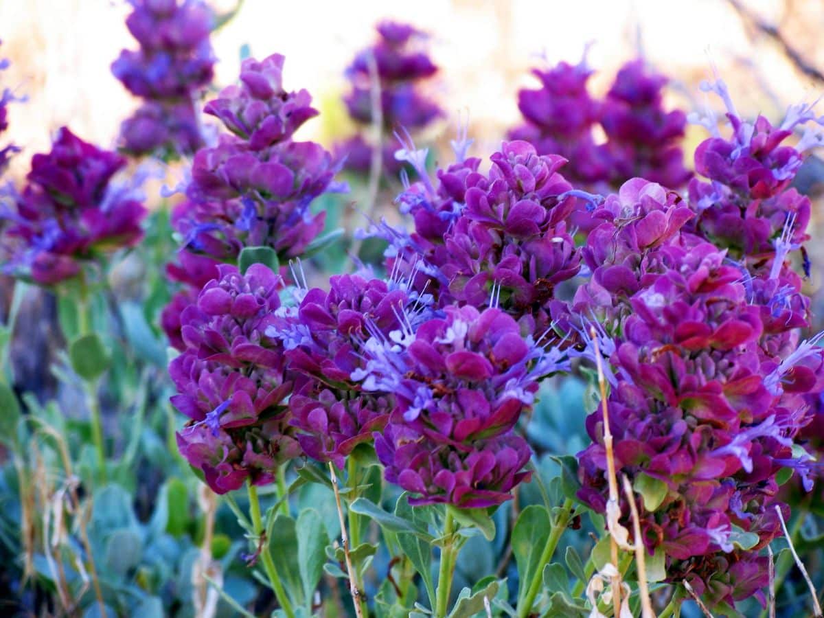 VIbrant blooming Mojave Sage on a sunny day.