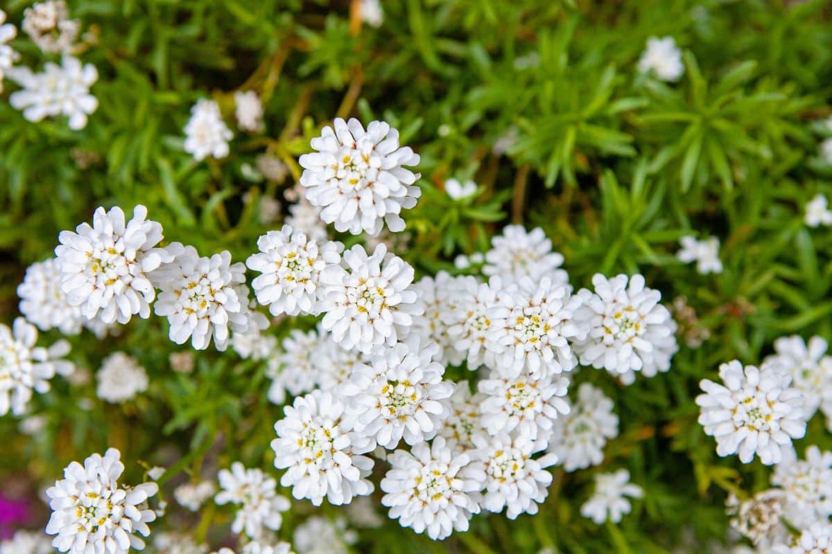 Beautiful white blooming Candytuft on a sunny day.