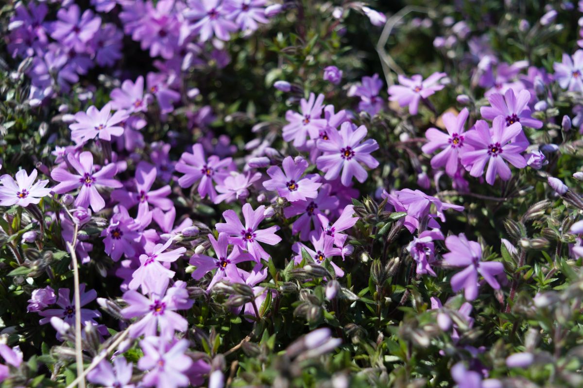 Beautiful purple blooming Woodland Phlox on a sunny day.