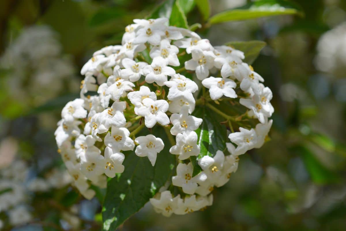 Beautiful white blooming Korean Spice Viburnum.