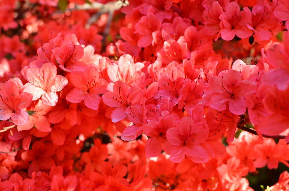 Beautiful vibrant red blooming Stewartstonian Azalea on a sunny day.