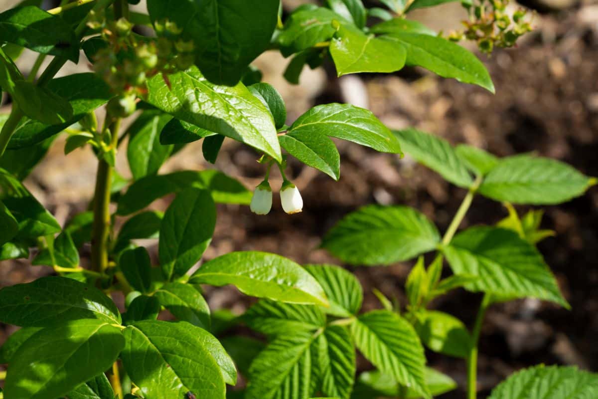 A close-up of a blueberry bush with two white flowers.