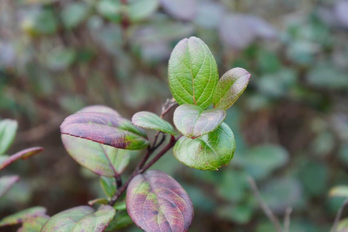 A close-up of blueberry leaves.