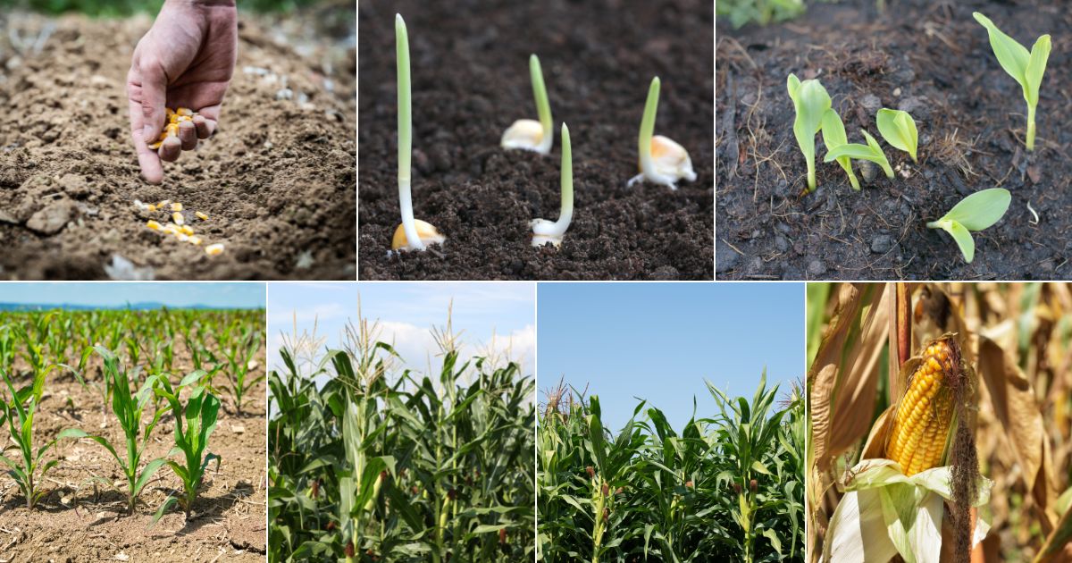 7 images of corn cob growth stages.