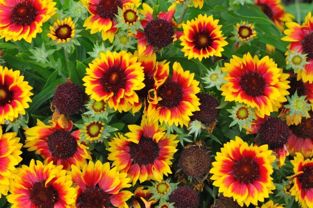 Top 13 DroughtResistant Perennials (Less Water More Blooms)