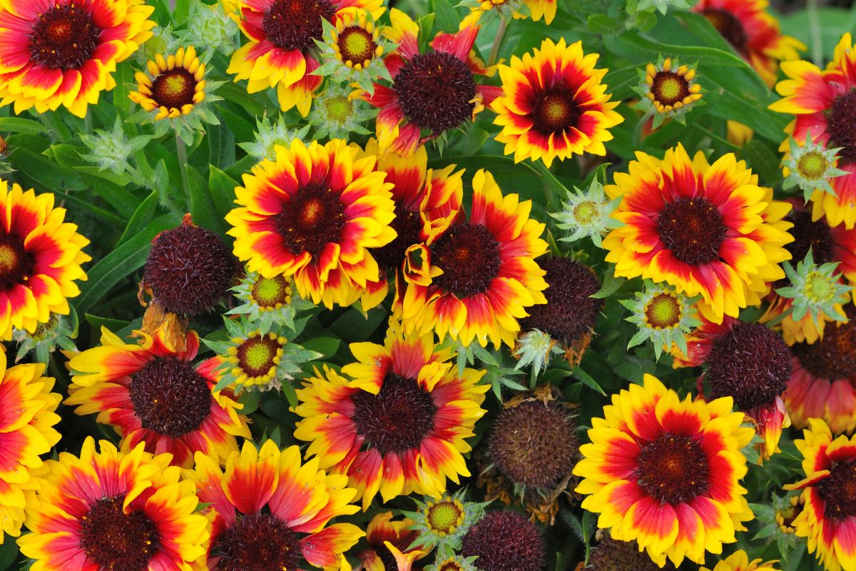A bunch of vibrant blooming Blanket Flowers.