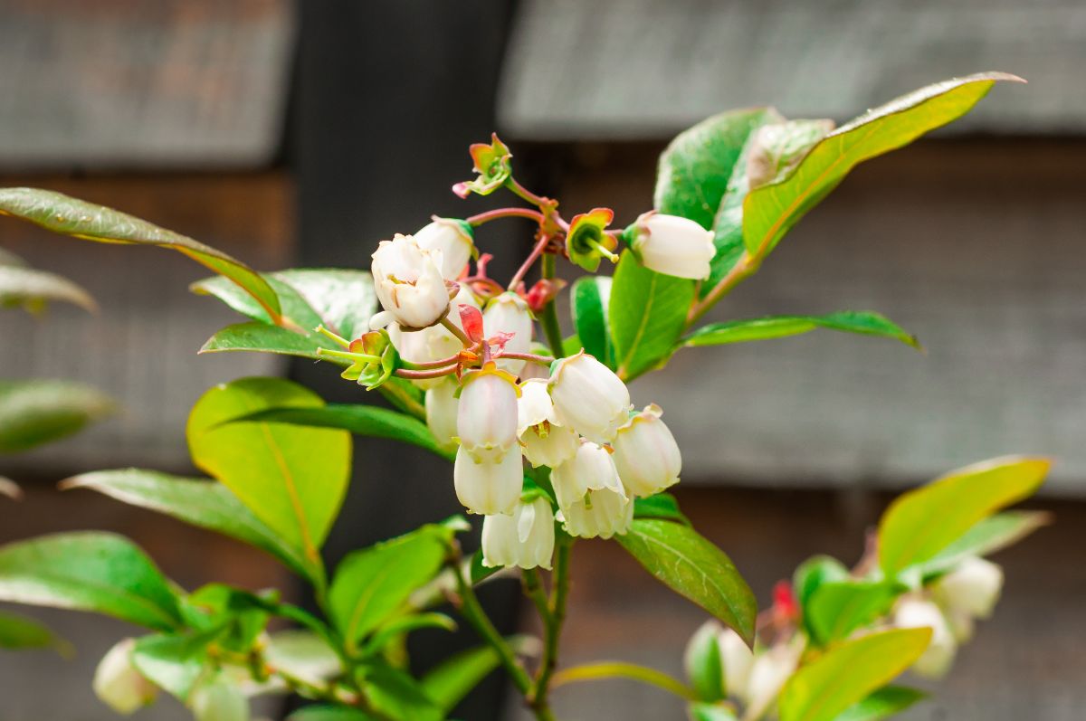 A close-up of blueberry flowers on a sunny day.