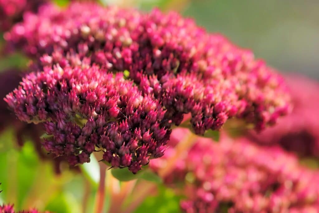 Top 13 DroughtResistant Perennials (Less Water More Blooms)