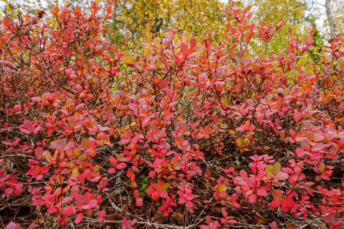 Blueberry bush with red leaves in autumn.