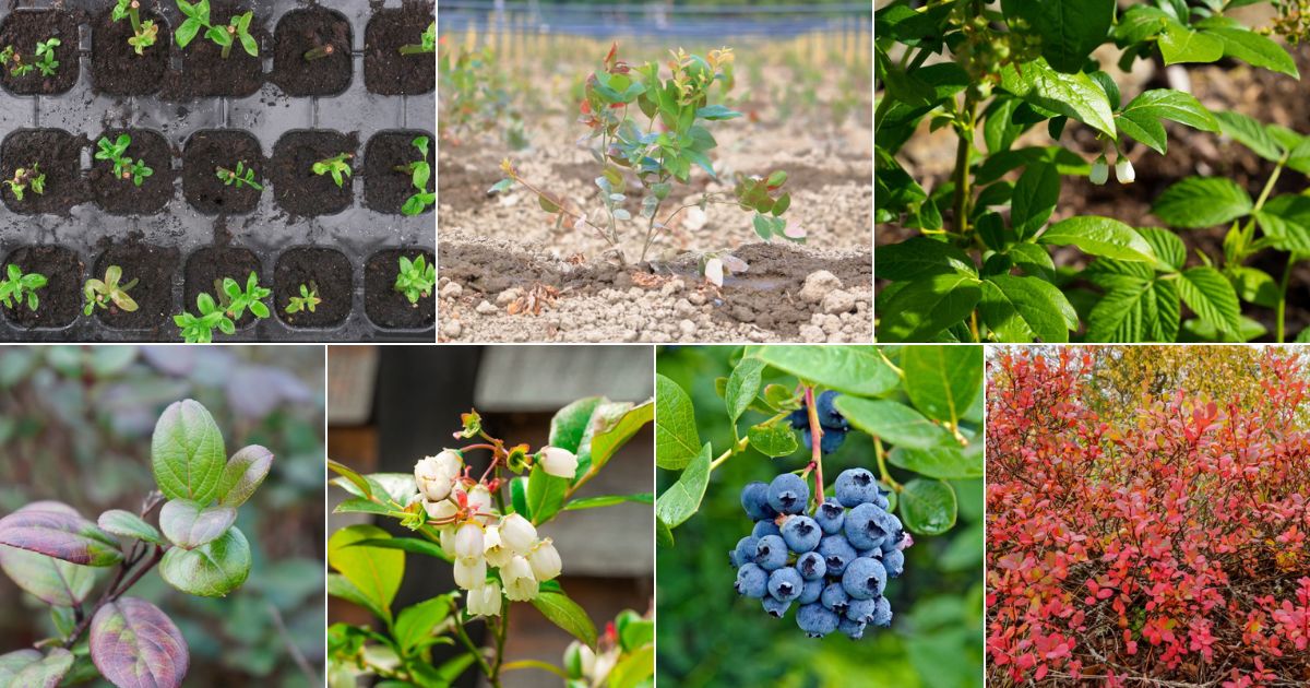 7 images of blueberry growth stages.
