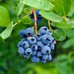 Ripe blueberries hanging on a branch,