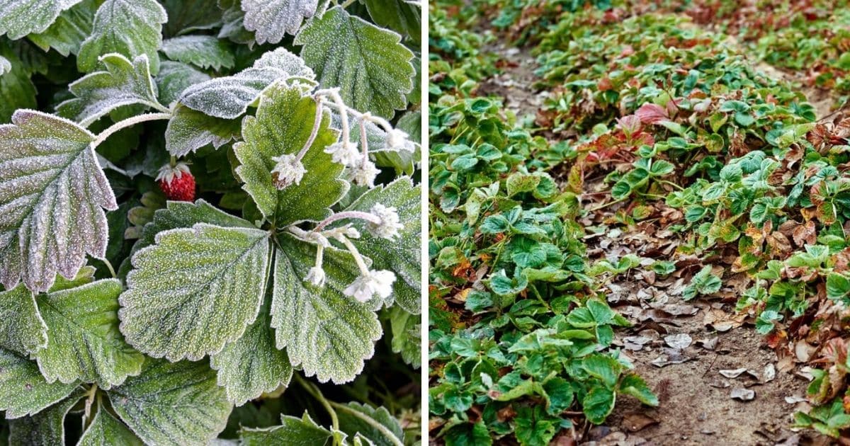 7 Steps To Prepare Your Strawberry Plants For Winter (Fall Strawberry