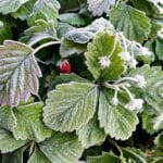 Strawberry plants covered by frost.