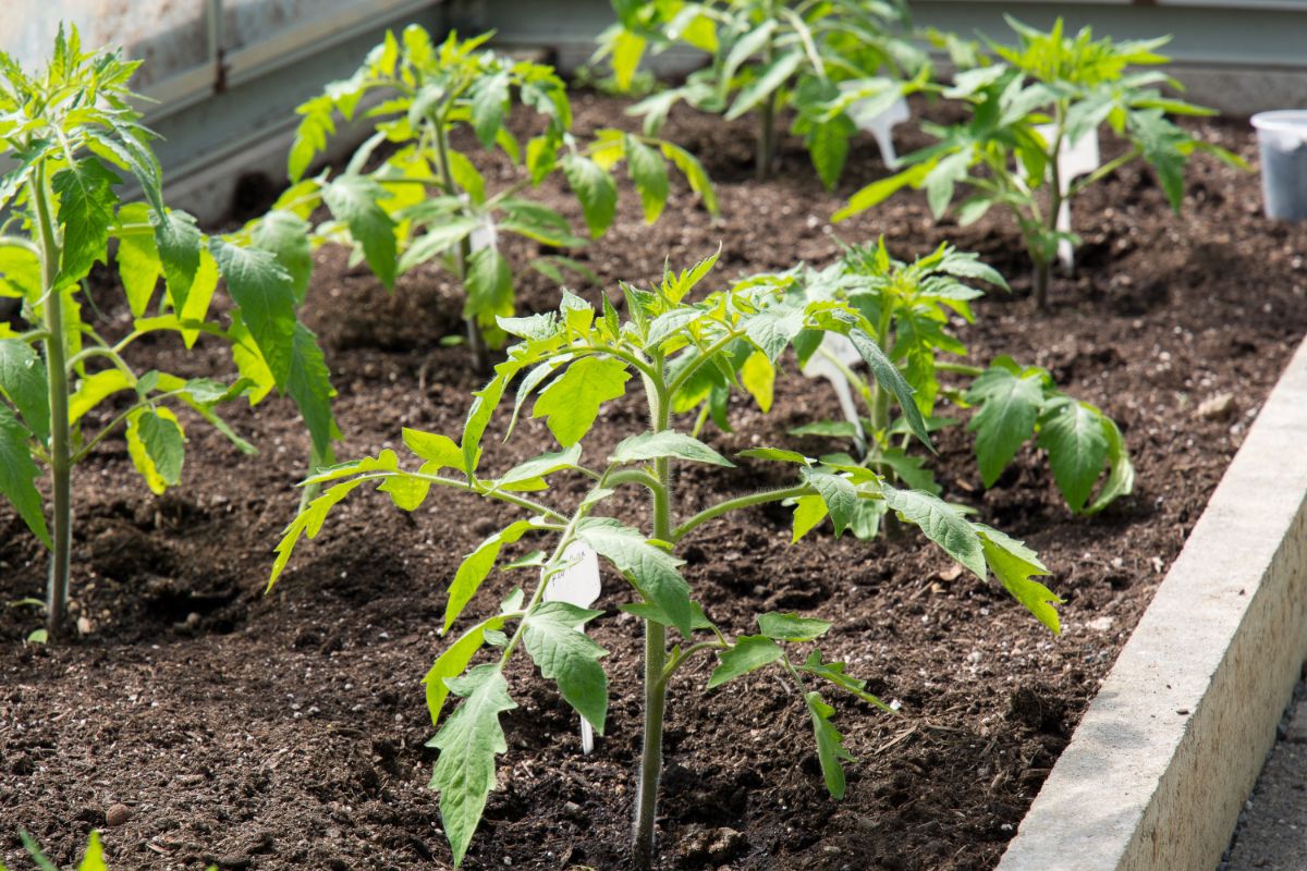 Yount tomato plants in a raised garden bed.