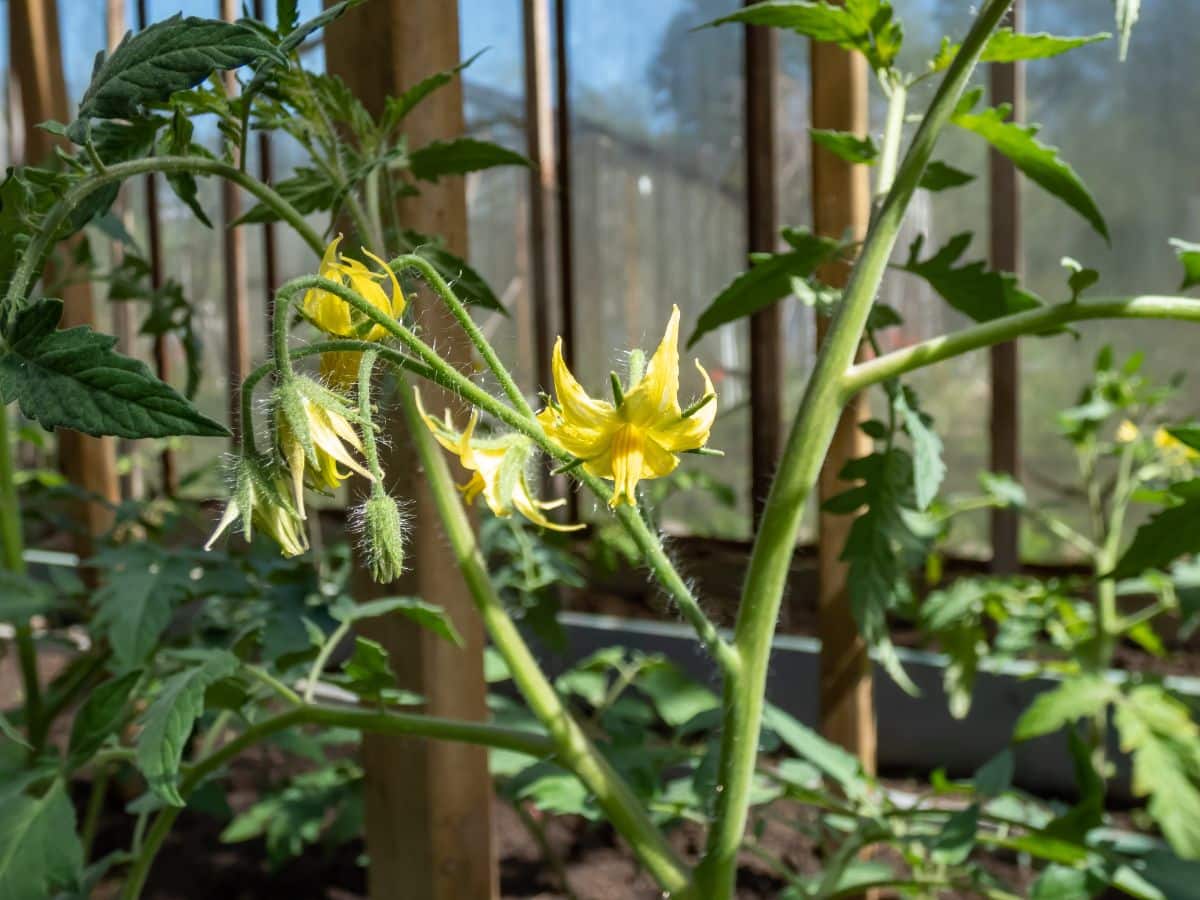 Flowering tomato plant.
