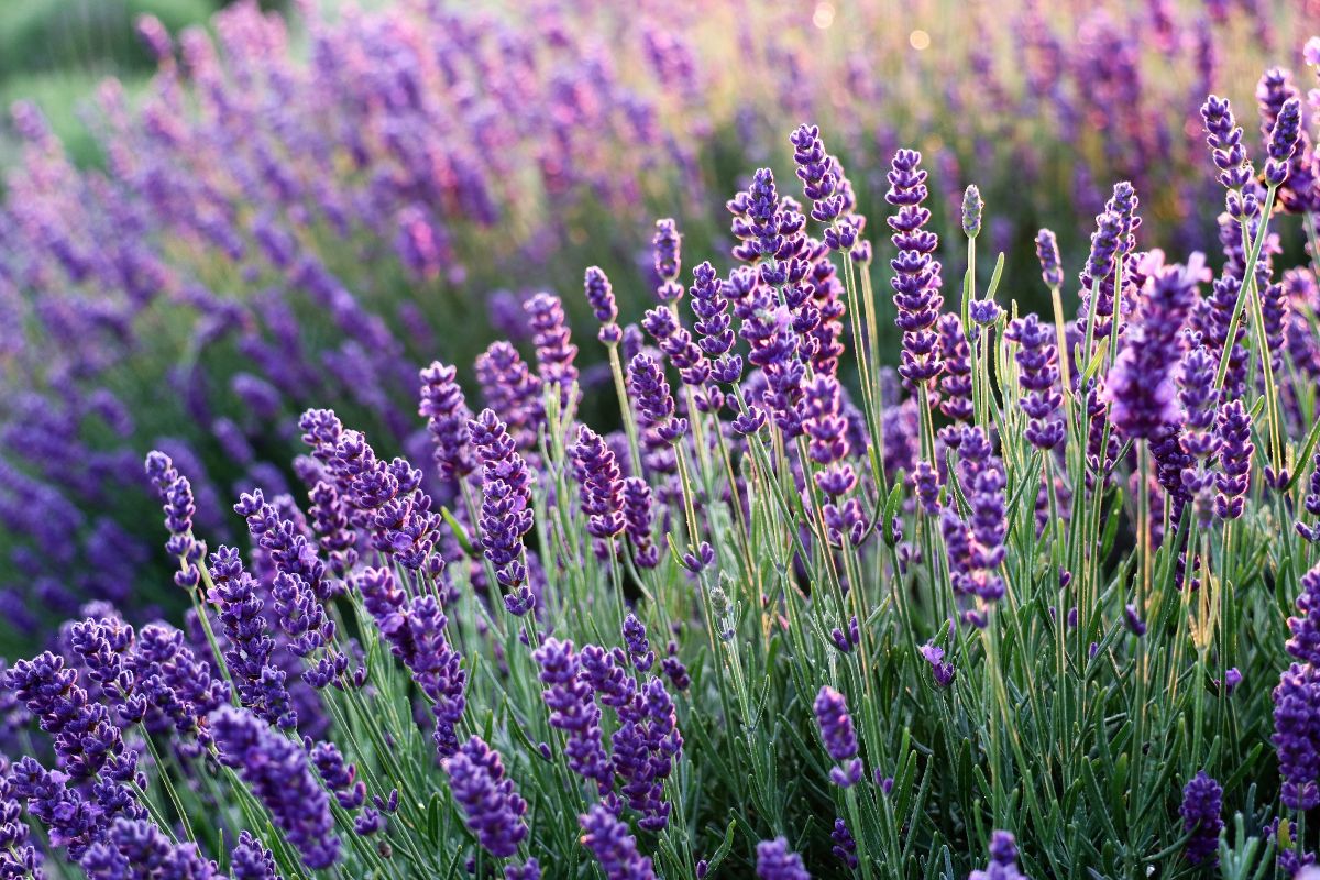 A field of purple blooming Lavander on a sunny day.