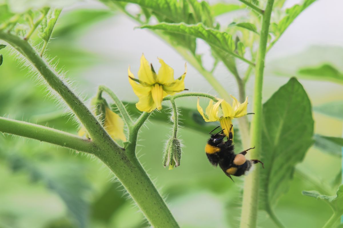 Bumble bee on a tomato flower.