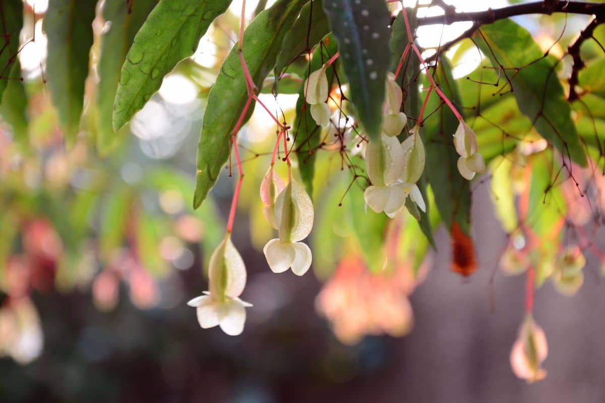 A close-up of white blooming Angel Wing Begonia.