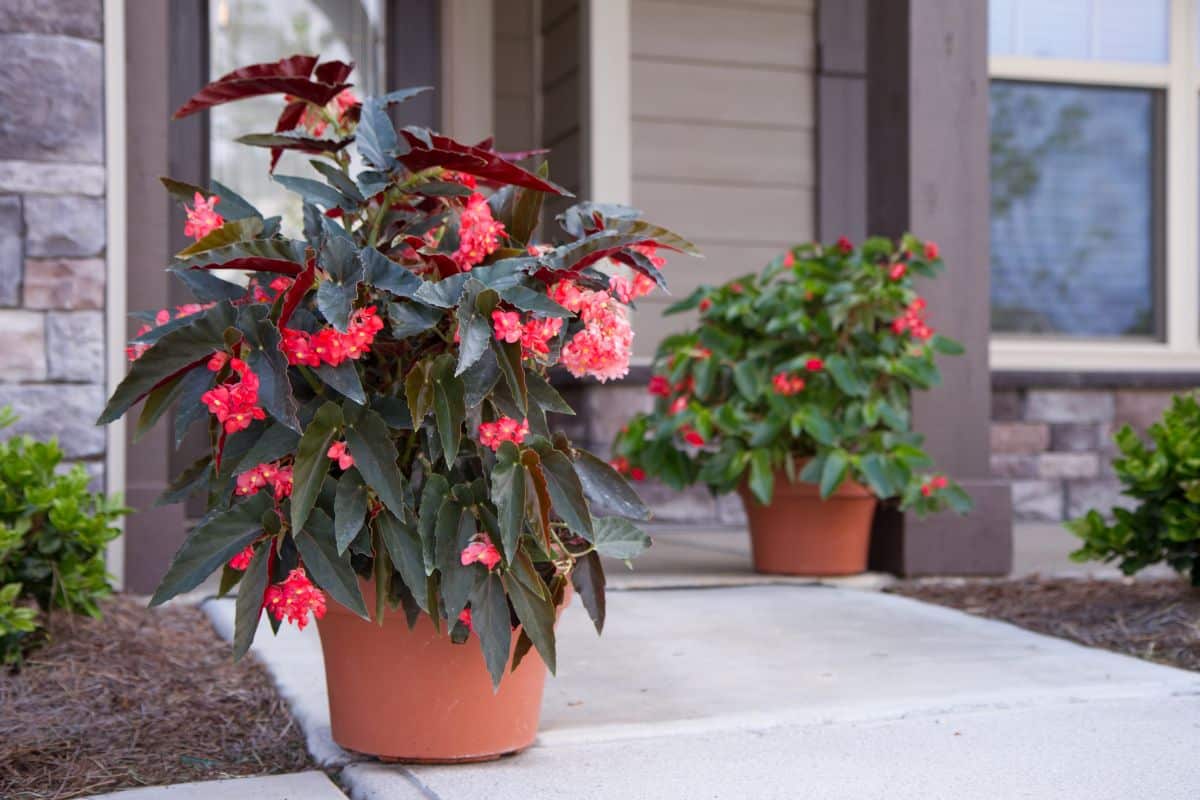 Beautiful red blooming Angel Wing Begonia in growing in a pot.