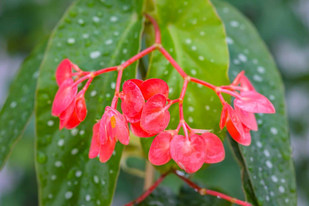 A close-up of pink blooming Angel Wing Begonia.