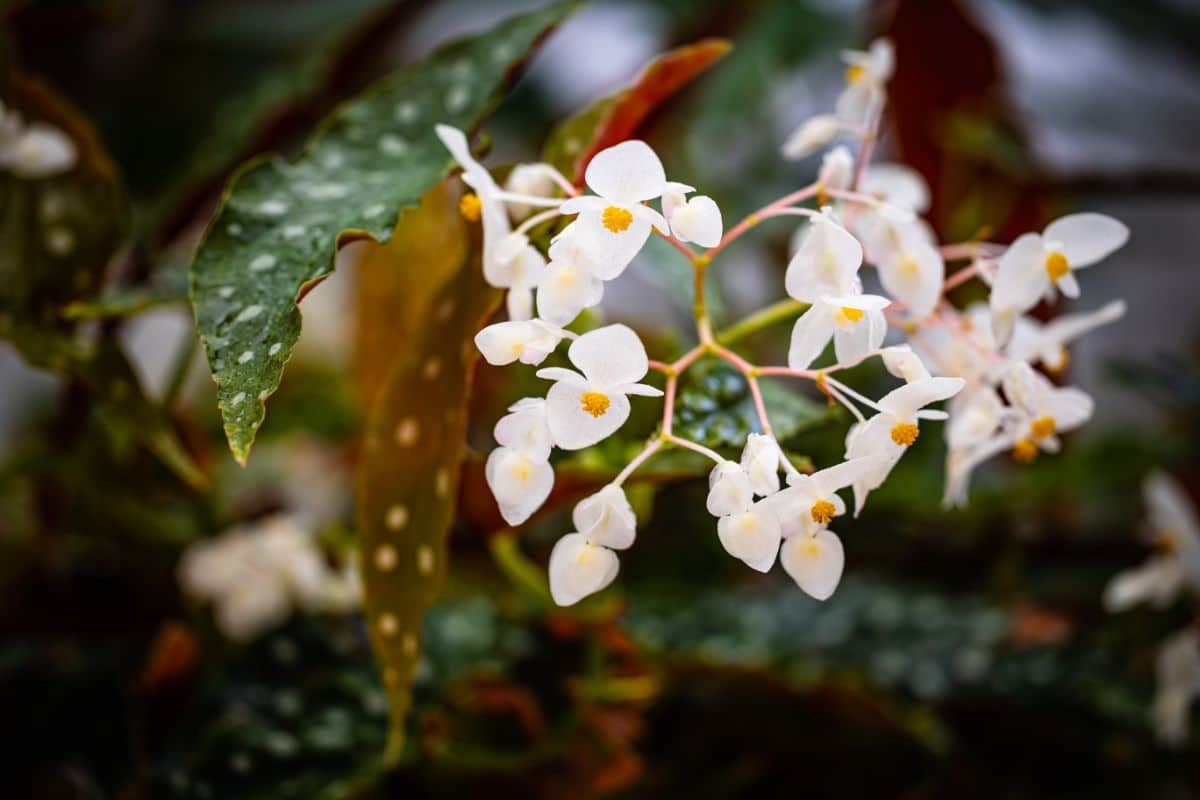 A close-up of white blooming Angel Wing Begonia
