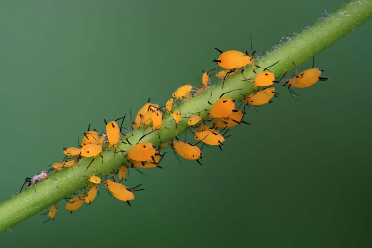 A close-up of aphids on a stem.