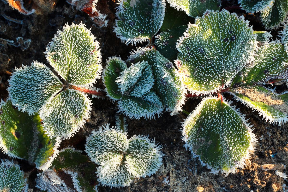 Strawberry plants covered by frsot.