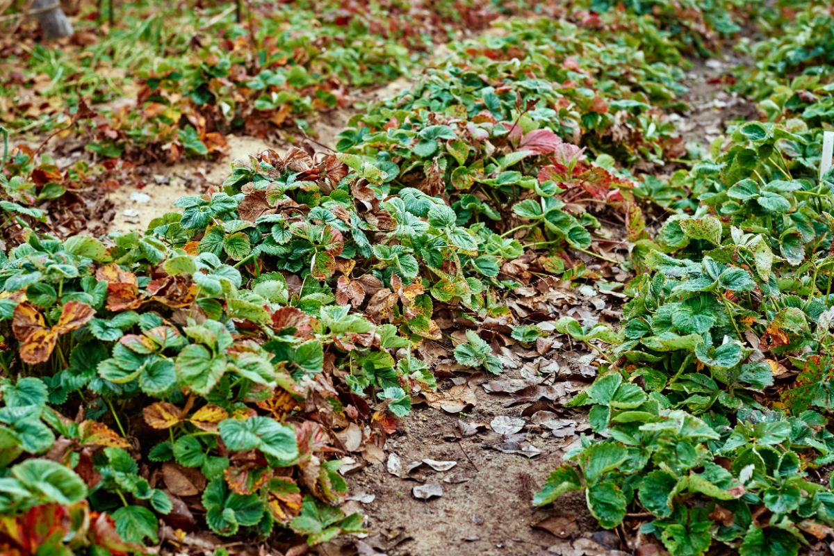 Rows of strawberry plants before winter.