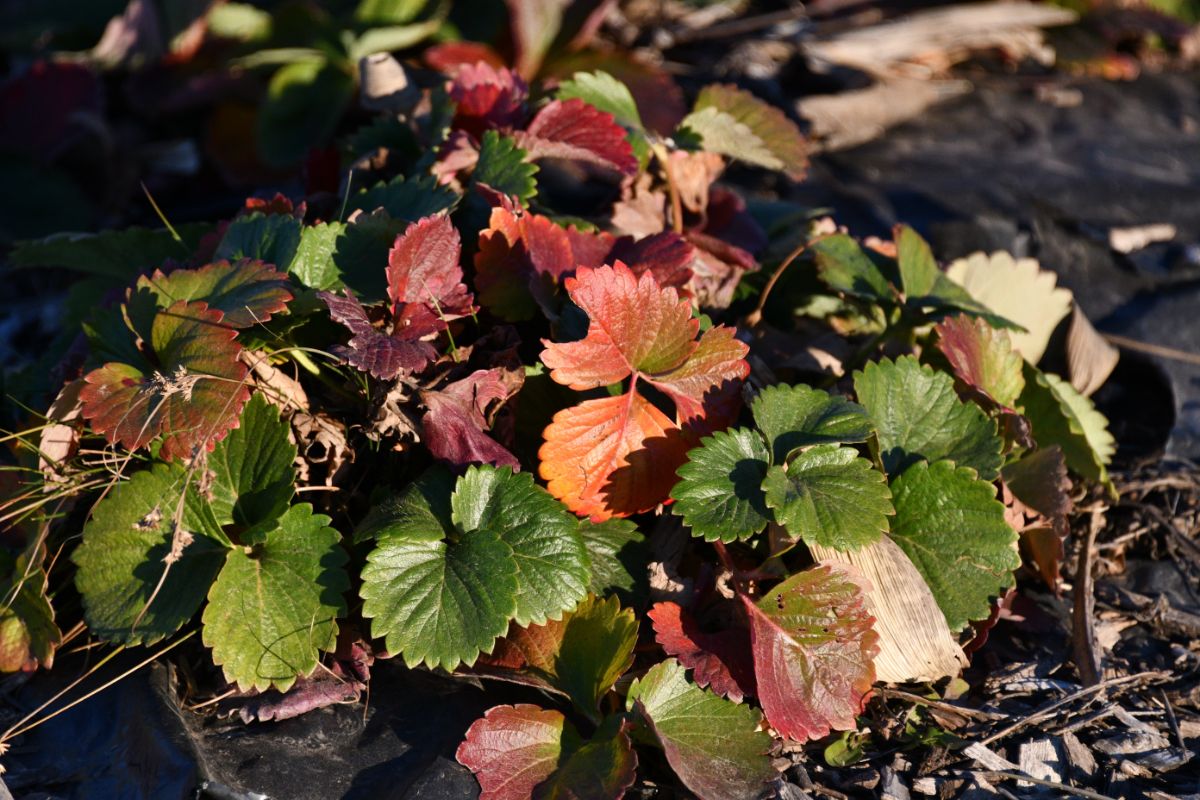 Strawberry plants with old leaves on a sunny day.