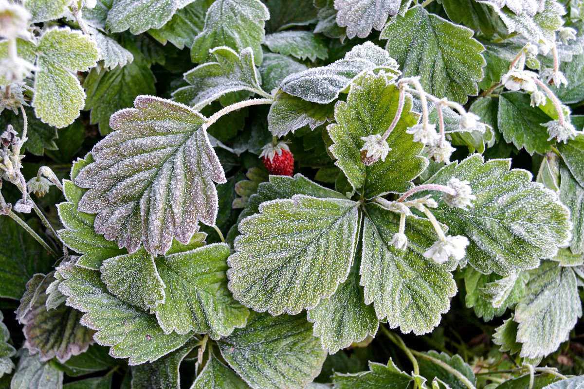 A strawberry plant covered by frost.