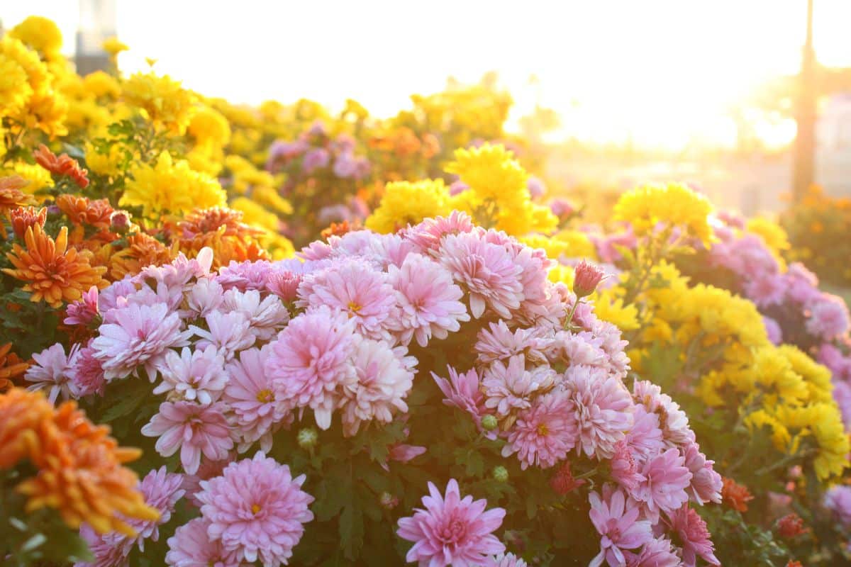 Beautiful blooming mums of different colors on a sunny day.