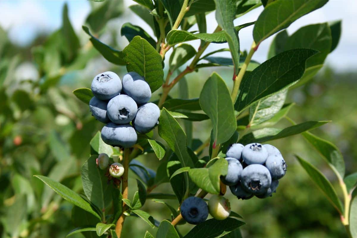 Ripe blueberries on a branch on a sunny day.