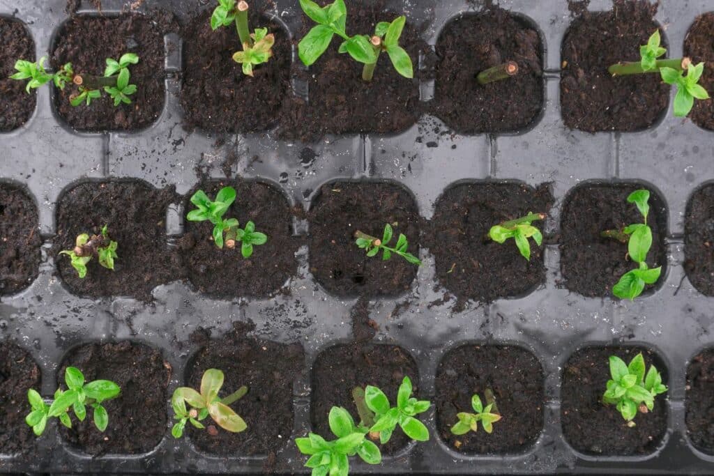 7 Blueberry Growth Stages (Blueberry Life Cycle)