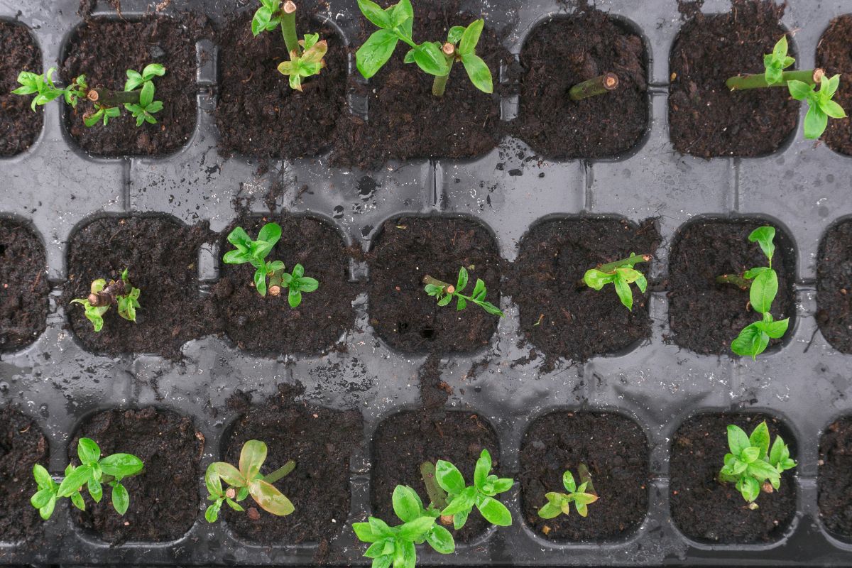 TIny blueberry saplings growing in a tray.