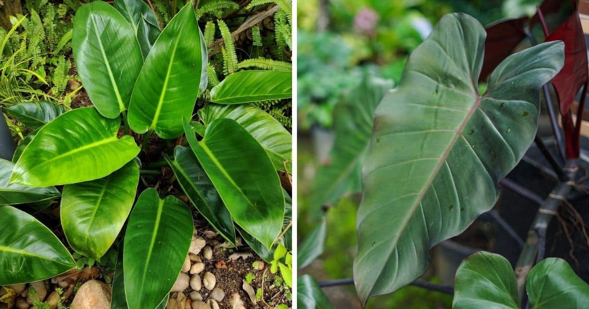 blushing-philodendron-growing-guide-philodendron-erubescens