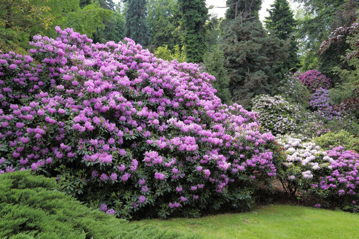 Beautiful pink blooming rhododendron bush in a backyard.