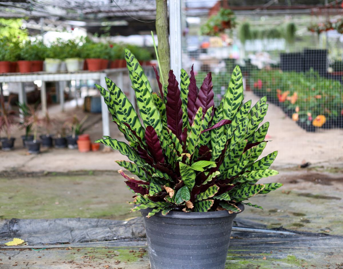 Beautiful Calathea Lancifolia plant growing in a  gray pot.