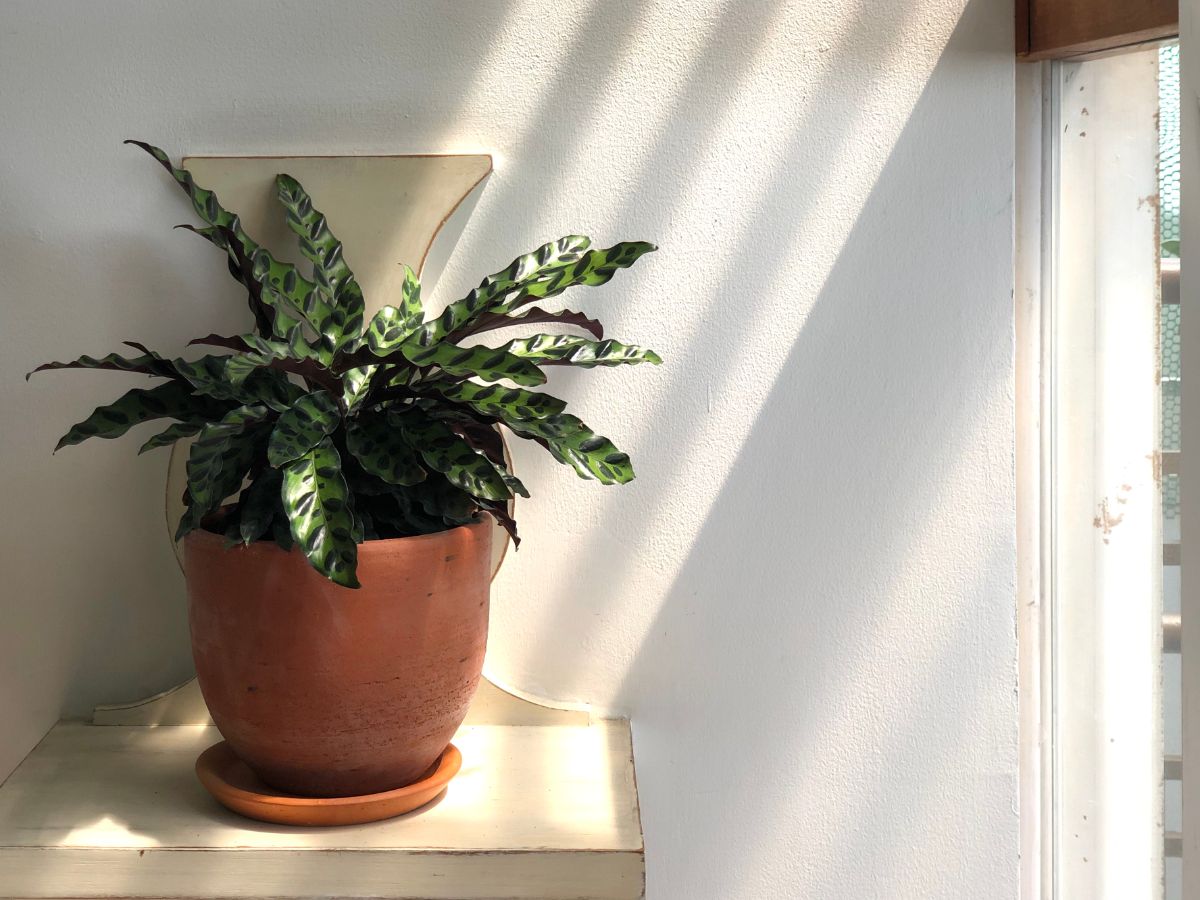 Calathea Lancifolia growing in a brown pot near a window.