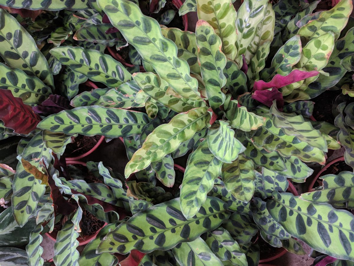 A bunch of Calathea Lancifolia plants growing in pots.