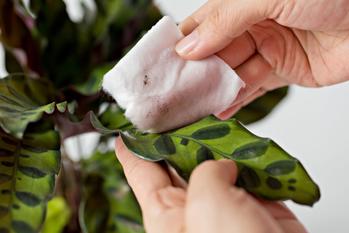 A gardener with a damp wipe cleaning a Calathea Lancifolia leaf.