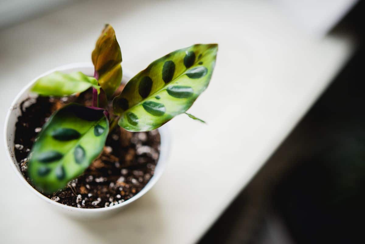 Beautiful Calathea Lancifolia plant growing in a white pot on a windowsill.