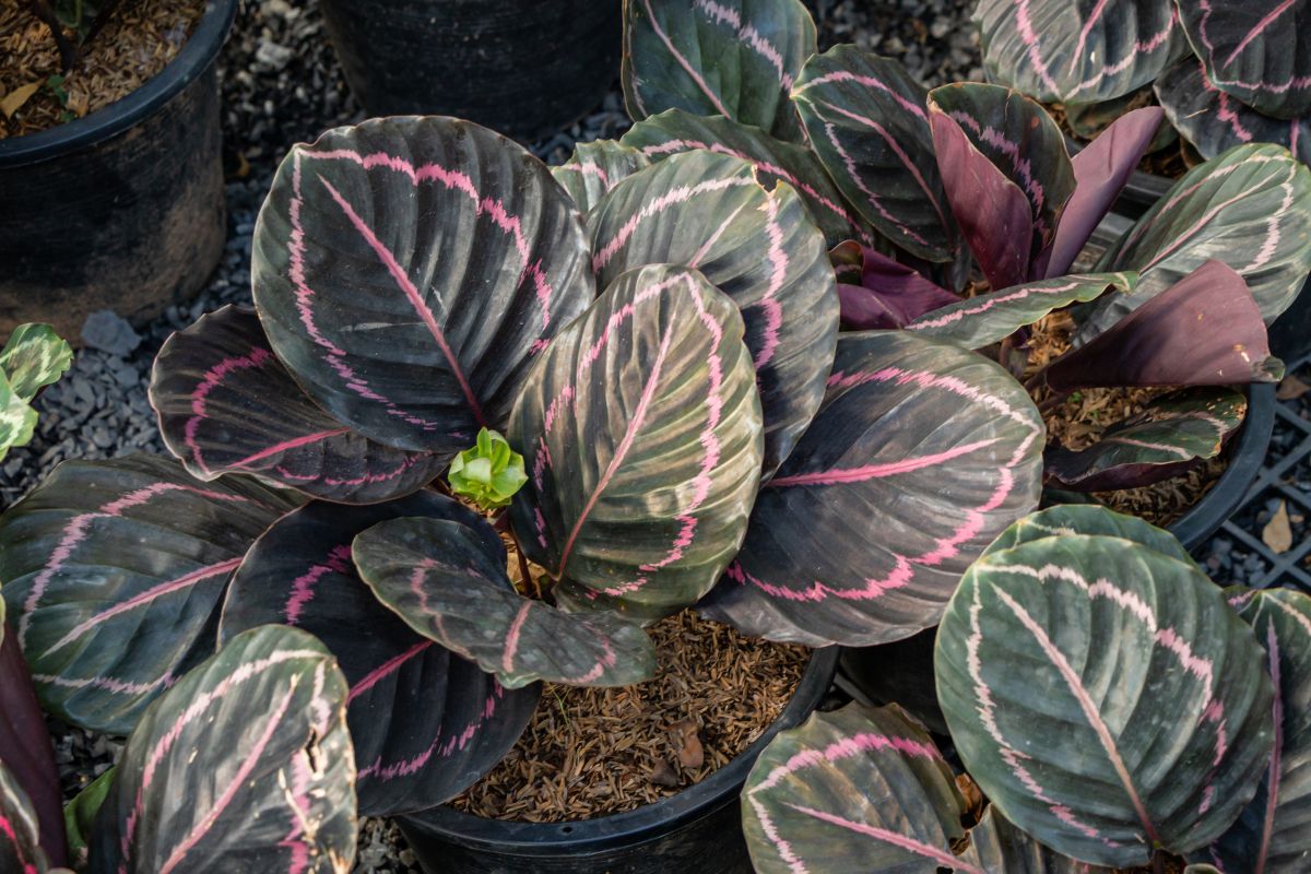 Beautiful Calathea Roseopicta growin in a pot.